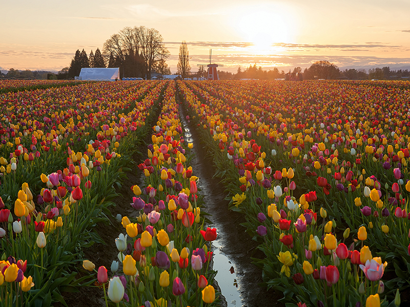 tulip fields